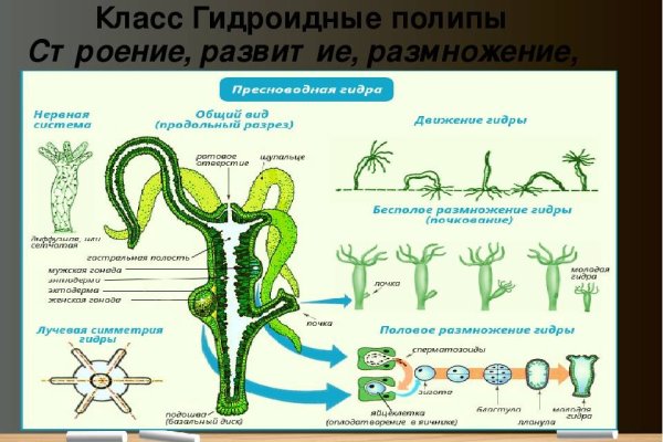 Кракен шоп krakenweb site